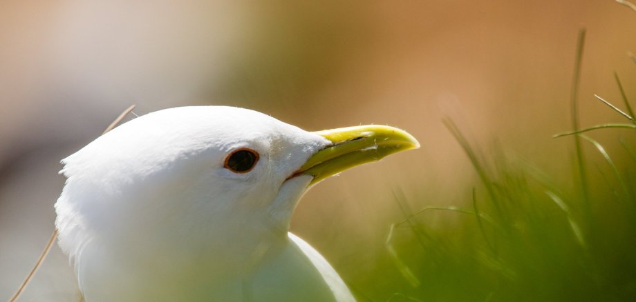 Ein weißer Vogel hinter grünem Gras. 