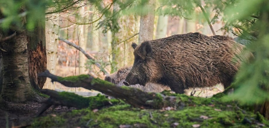 Ein Wildschwein läuft durch einen dicht bewaldeten Bereich. Das Tier ist von Bäumen und dichtem Unterholz umgeben, das Bild vermittelt eine natürliche Waldszene.