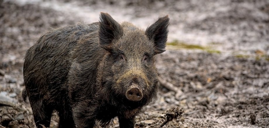 Ein braunes Wildschwein auf brauner Erde.