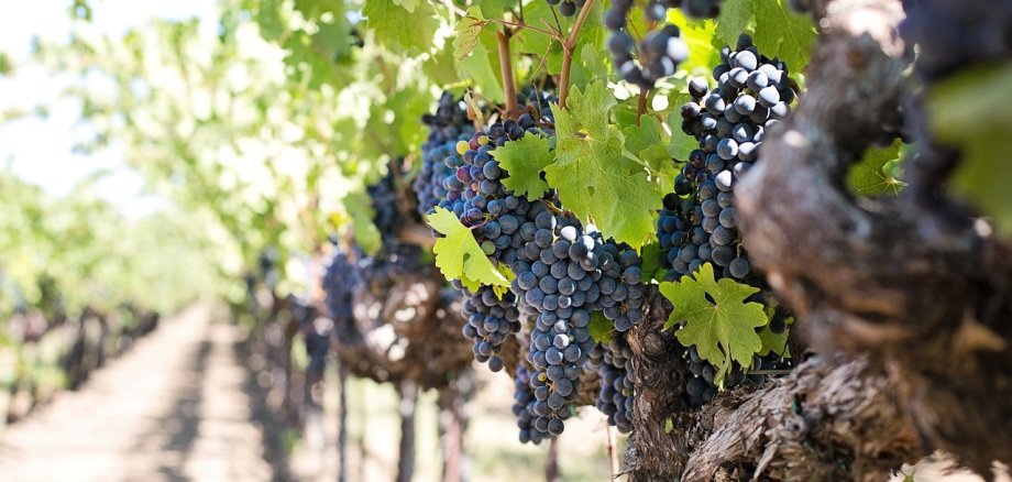 Eine Nahaufnahme von reifen, dunkelvioletten Trauben, die in einem Weinberg an den Reben hängen. Im Hintergrund sind weitere Reihen von Weinreben zu sehen, die in die Ferne führen.