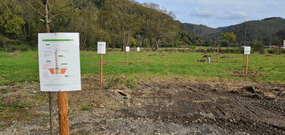 Neu gepflanzte junge Obstbäume auf einer Wiese, gestützt durch Pfähle und versehen mit Informationsschildern zum Pflanzvorgang. Im Hintergrund sind bewaldete Hügel unter einem teils bewölkten Himmel zu sehen. Die Pflanzung ist Teil des Wiederaufbaus im Ahrtal nach der Flutkatastrophe.