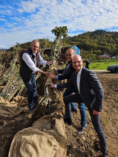 Landrat Dietmar Seefeldt, Landrat Dr. Fritz Brechtel und Svend Larsen (von links nach rechts) beteiligen sich aktiv an der Pflanzung eines Obstbaums während der Baumpflanzaktion im Ahrtal. Sie halten gemeinsam einen eingepackten Setzling, im Hintergrund ist eine hügelige Landschaft und ein blauer Himmel zu sehen.