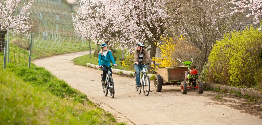 Ein Paar fährt mit dem Fahrrad entlang der Mandelblütenmeile.